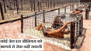 Duniya ki Koi JAIL Iss Aadmi Ko Bhagne Se Rok Nai Sakti  जेल तोडकर भागने वाले कैदी की अनोखी कहानी [upl. by Lleruj]