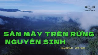 Việt Nam  Những cánh rừng nguyên sinh ở Đạ Huoai  Lâm Đồng lá phổi xanh của Trái Đất [upl. by Avruch]