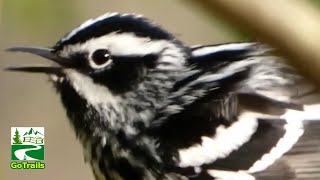 Black and white warbler bird call  song  sounds amp activities [upl. by Nahsin]