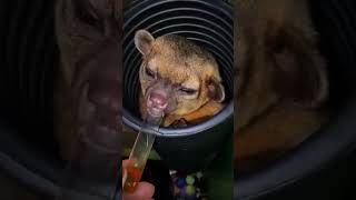 quotMeet the Adorable Kinkajou Natures Cutest Climberquot [upl. by Ymerej]