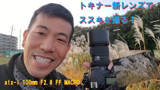 【トキナー新レンズ atxi 100mm F28 FF MACRO】朝活でススキを撮る！（動画No436） [upl. by Anaehr]