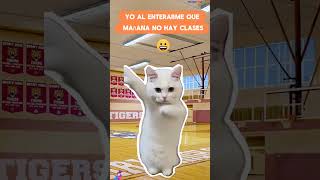 Mañana no hay clases meme school gato [upl. by Yznyl]