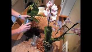 The Crooij Method  orchid in leca with draining system [upl. by Celine588]