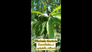 Morinda tinctoria Manjanathi [upl. by Kowal]