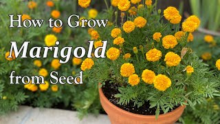 How to Grow Marigold from Seed to Flower  in Borders and in Containers [upl. by Esemaj]