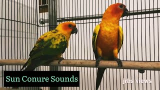 sun conure sounds 🦜 [upl. by Marcelia]