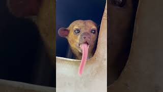 Tongue out Tuesday✨ animal honeybear kinkajou tongueouttuesday [upl. by Beebe]