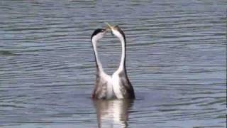 Dancing Grebes [upl. by Horter628]