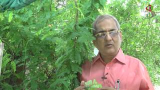 Live with Nature by Dr Suresh Jakhotia About Abrus precatorius [upl. by Dewhirst116]