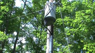 Large Baldfaced hornet nest under a transformer [upl. by Kathryne163]