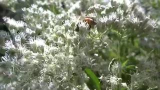 Late boneset [upl. by Lea]