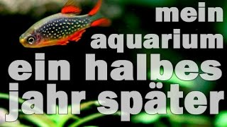 Mein Aquarium  Ein halbes Jahr später UPDATE Pisc [upl. by Holmann]