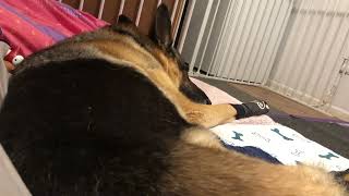 Reign the paralyzed German Shepherd snores Kitty Holly sleeps belly up IVDD Dog Diary Oct 20th 24 [upl. by Ahrendt]