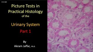 Picture tests in histology of the renal system 1 [upl. by Nnyrat]