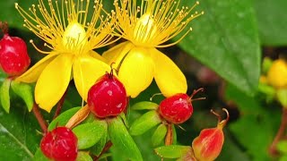 hypericum Androsaemum L medicinal herberba sana [upl. by Arlyne]