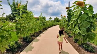 Walking through the Scissortail Park Sunflower Path [upl. by Boniface]