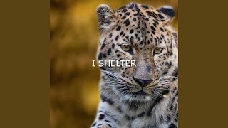 I Shelter [upl. by Berner]