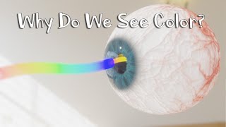 Why Do We See Colors [upl. by Adnawak]