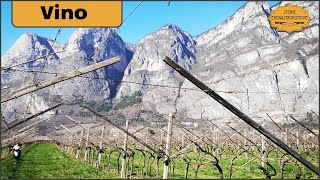 Fedrizzi Cipriano cinque generazioni di vini trentini [upl. by Ellitnahc]