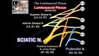 Lumbosacral Plexus  Everything You Need To Know  Dr Nabil Ebraheim [upl. by Ahsikyw561]