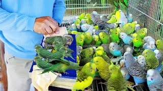 Finally Releasing New lines of Parakeet Birds in the Avairy amp Heres what happened [upl. by Magdalene]