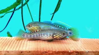 Northern Purple Spotted Gudgeon [upl. by Omarr]