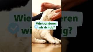 Hund stubenrein bekommen Shorts  FRESSNAPF [upl. by Siri]