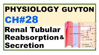 Ch28 Physiology Guyton  Renal Tubular Reabsorption amp Secretion  Renal Physiology [upl. by Hallock]