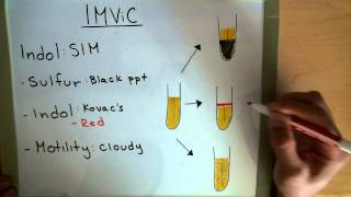 IMViC  Indole  MRVP  Citrate  Microbiology Lab [upl. by Aldas]