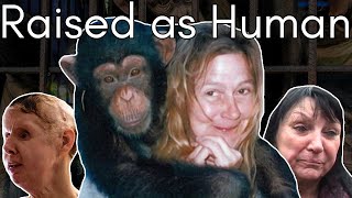 Imprisoned Drugged and Confused Travis the Chimp’s Attack on Charla Nash [upl. by Hollister]