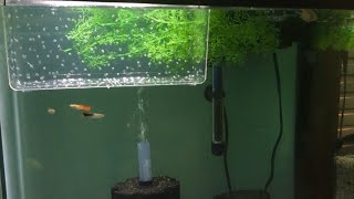 DIY Aquarium Breeder Box no suction cups [upl. by Mundford527]