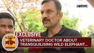 Exclusive  Veterinary Doctor Manohar about Tranquilising Lone Wild Elephant  Thanthi TV [upl. by Jackie]