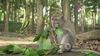 Rewilding Barbary Macaques in Europe A Return to Nature [upl. by Rustice151]