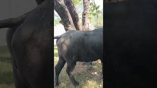 40 litre murrah buffalo dairy farm shorts buffalowmurrahmurrah milkvideobuffalo 🐃 [upl. by Robi]