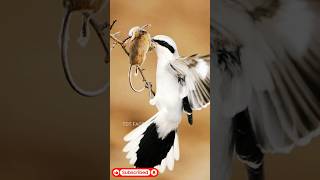 క్రూరమైన పక్షి ll Cruel bird ll Shrike Bird ll Telugu Facts ll TOT FACTS [upl. by Aleta841]