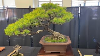 Bonsai Society of Sydney Annual Show Late Winter 2024 All New Trees [upl. by Gilda]