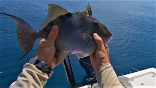 SLICK CALM  Nearshore Reef Fishing [upl. by Malsi]