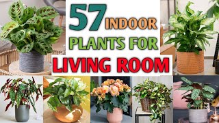 57 Indoor Plants for Living Room  Best Indoor Plants for Drawing Room  Plant and Planting [upl. by Atcele]