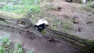 Gestreepte stinkdieren  Striped skunks  Olmense ZOO [upl. by Yelrebmik414]