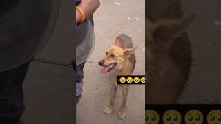 എന്നെ കൊണ്ട് ഇത്രയേ പറ്റു😥 pets puppy dog viral short shortvideo doglover pet trending [upl. by Ethe]