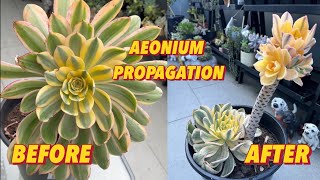 AEONIUM PROPAGATION aeonium propagation succulentsplanterspot succulant succulentpropagation [upl. by Aicia21]