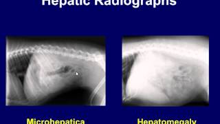 Hepatic Radiographic Assessment [upl. by Yendroc]