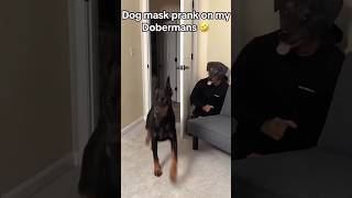 Dobermans react [upl. by Abdel]