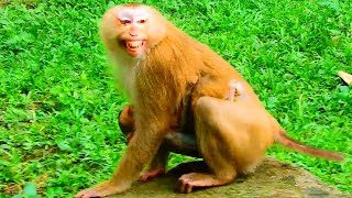 OMG Monkey Luna very scare amp try escape when Monkey Libby mistreat amp attack them after Relax [upl. by Karlin]