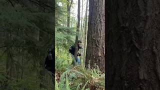 ENVS Biogeography Class at Western  Exploring Dendrochronology the study of tree rings [upl. by Cusack]