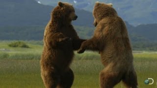 Giant Grizzly Bears Battle  Great Bear Stakeout [upl. by Percival]