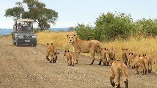 Kruger National Park safaris with Wild Wings Safaris [upl. by Cyndie]