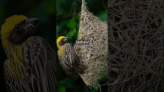 Thats the life of a bowerbird facts wildlife insectinsights insects animals [upl. by Uolymme451]