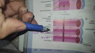 Development of Vertebral column  embryology  easiest explaination [upl. by Morten]