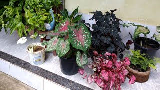 Plantas de folhagens muito charmosas pra encantar mais ainda sua casa [upl. by Morry]